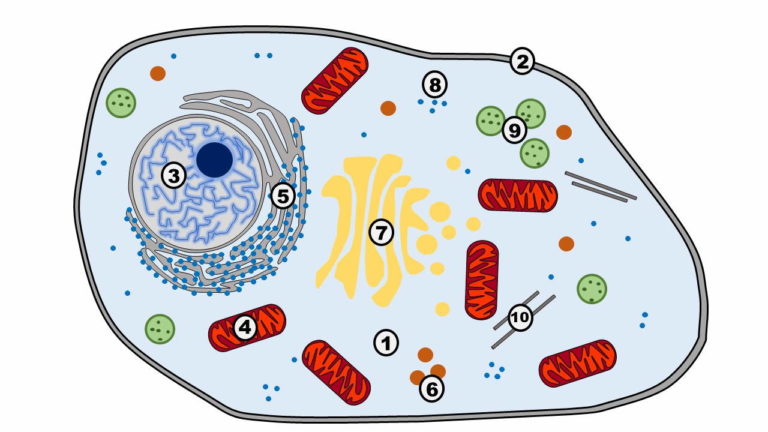 Prokaryoten Und Eukaryoten Alles Was Du Wissen Musst