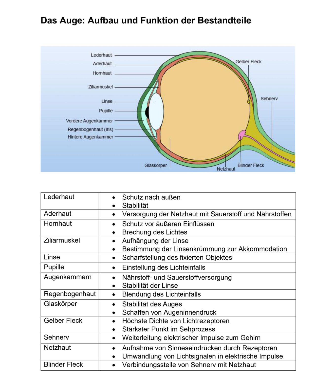 Das Auge Aufbau Und Funktion Des Sehorgans Einfach Erkl Rt