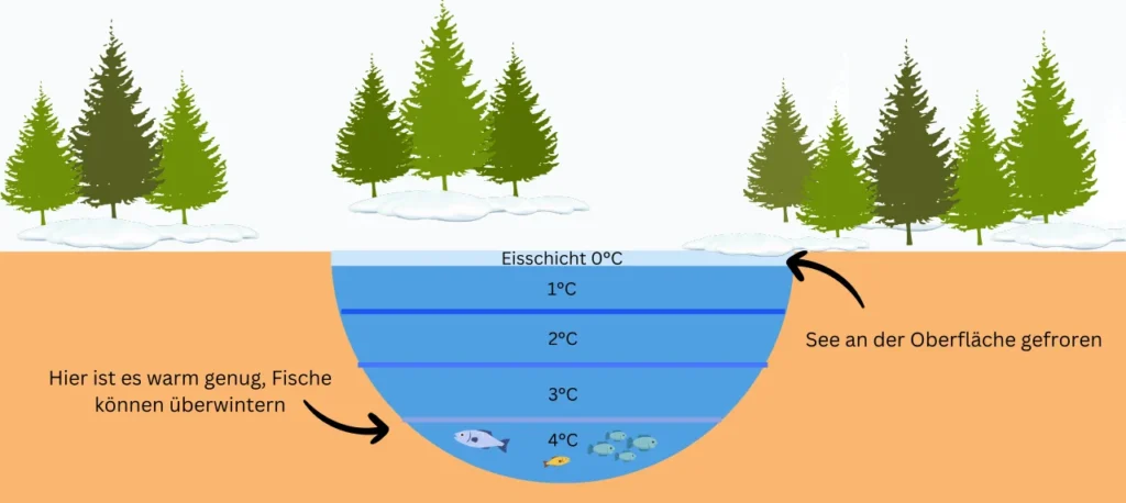 Abiotischer Faktor Wasser