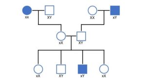 Stammbaumanalyse - Der Ultimative Guide Zum Verstehen!