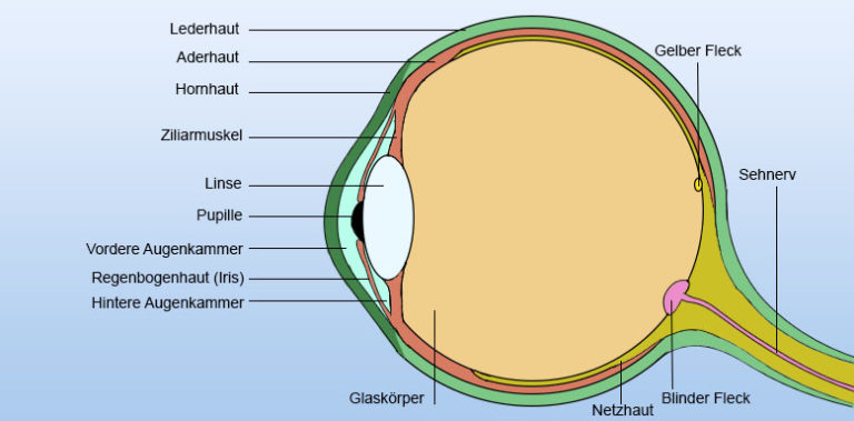 Das Auge Aufbau Und Funktion Des Sehorgans Einfach Erklärt